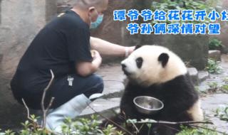 大熊猫花花没有妈妈了