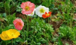 三月赏花发朋友圈美句