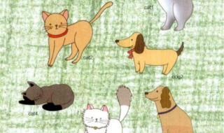 狗狗挖出了一只小猫咪